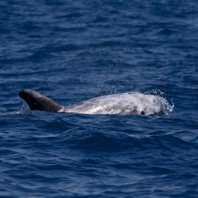 Dolphin surfacing in blue ocean, with water splashing.