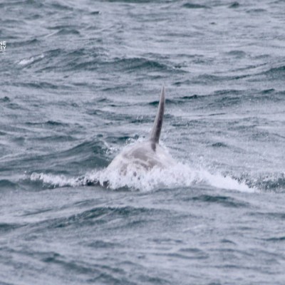 Dolphin fin visible above choppy ocean water surface.