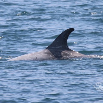 Dorsal fin of a dolphin breaking the ocean surface