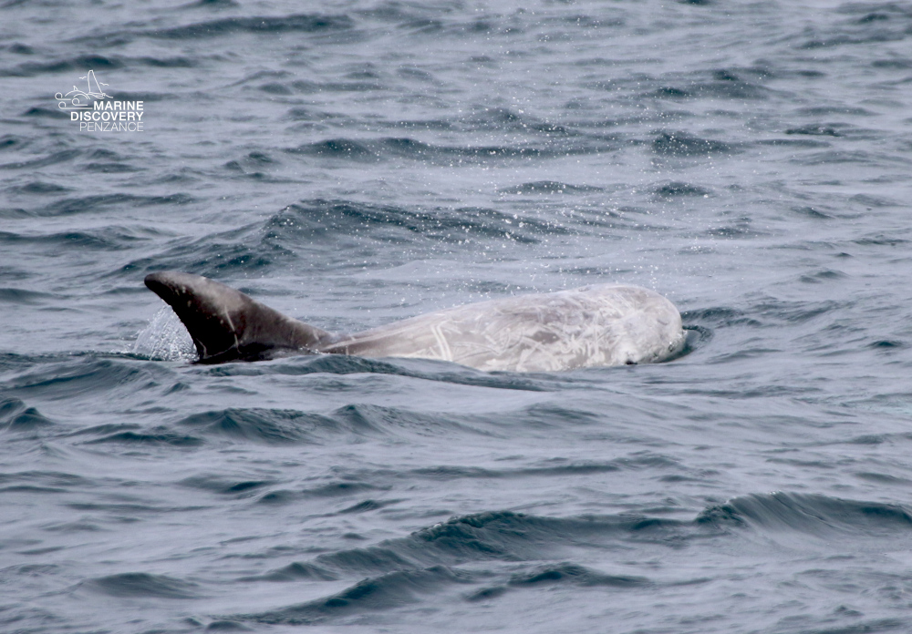 Dolphin partially submerged in ocean, fin visible above water.