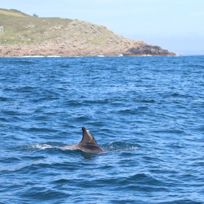 Dolphin dorsal fin above water near rocky coast.