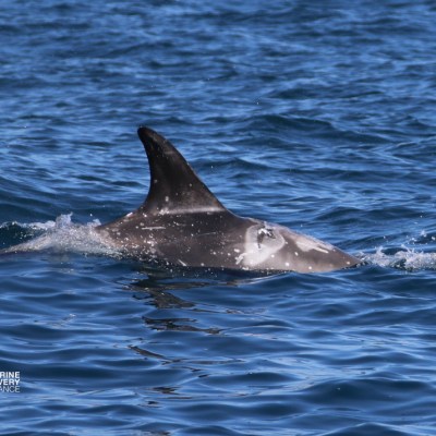 Dolphin swimming in the ocean with fin above water surface.