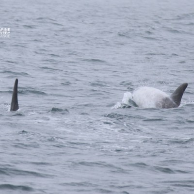 Two dolphin fins surfacing in choppy ocean water.