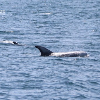 Two dolphins swimming in open water with dorsal fins visible.
