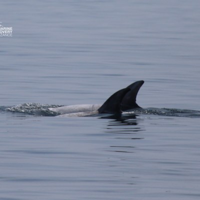 A dolphin fin surfacing in calm ocean water.