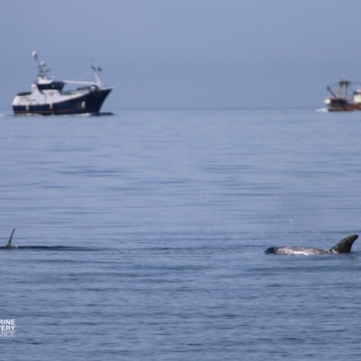 Two boats on the sea, with dolphins surfacing in the foreground.