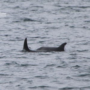 Two dolphins swimming in the ocean, partially visible above the water.