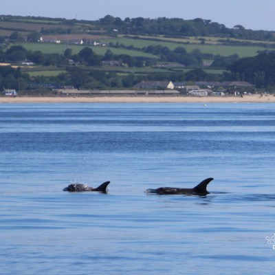 Two dolphins swimming near the calm coast with distant hills in the background.