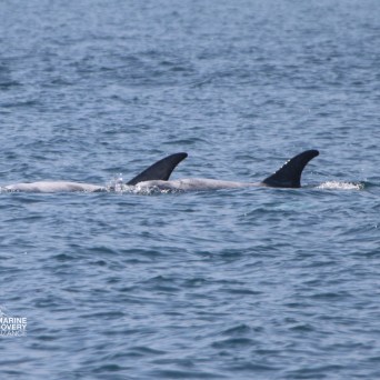 Three dolphins swimming close together in the ocean.
