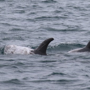 Two dolphins swimming in choppy sea water.