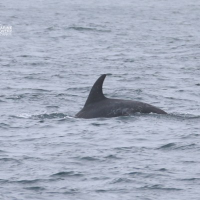 Dorsal fin of a dolphin breaking the ocean surface.