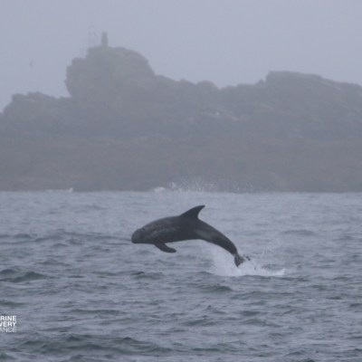 Dolphin leaping from water near rocky shoreline on a foggy day.