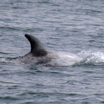 A dolphin's dorsal fin above the water surface.