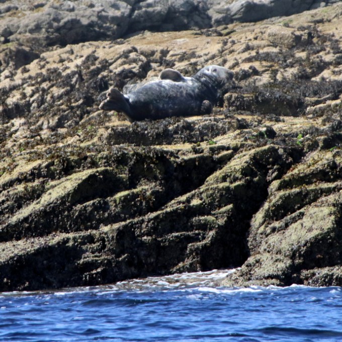 Seal resting on rocky shore with seaweed and ocean in foreground.