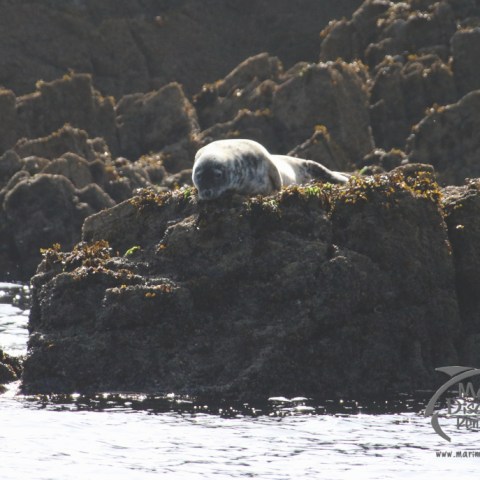 Seal resting on rocky shore with seaweed, surrounded by water.