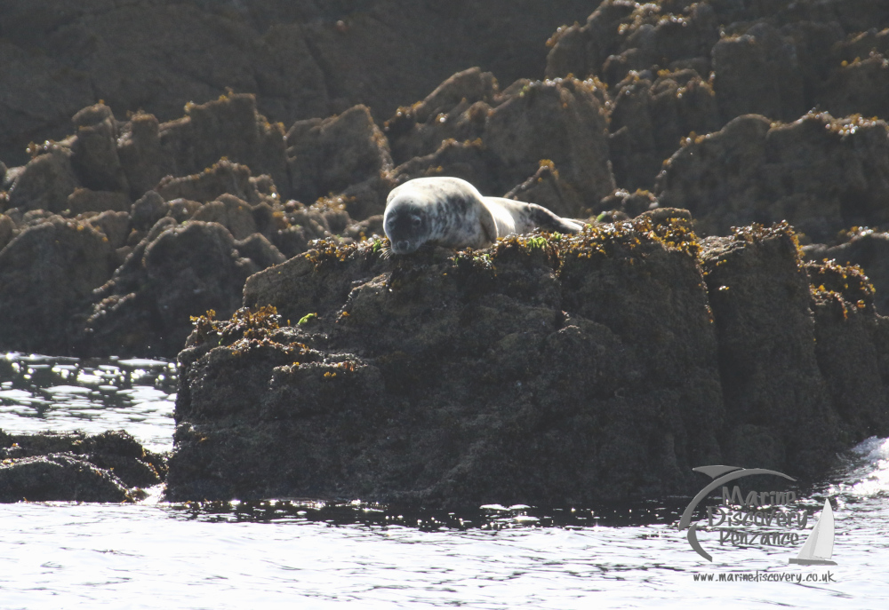 Seal resting on rocky shore with seaweed, surrounded by water.