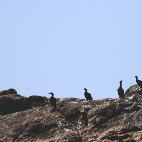 Seabirds perched on a rocky shoreline under a clear blue sky.