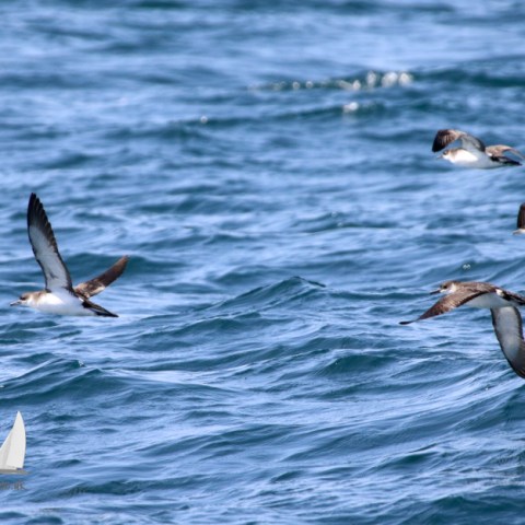 Four seabirds flying low over ocean waves.