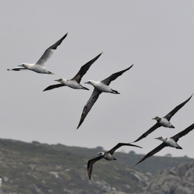 Group of six seabirds flying over a rocky landscape under a cloudy sky.