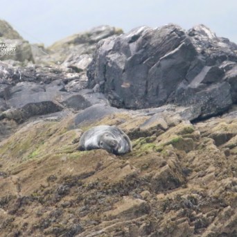 Seal resting on rocky shore amidst large boulders.
