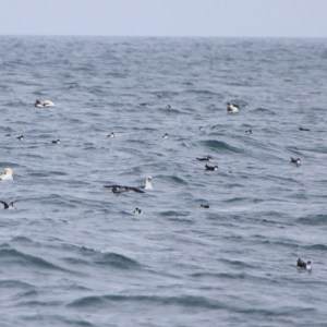 Flock of seabirds flying over the ocean on a cloudy day.
