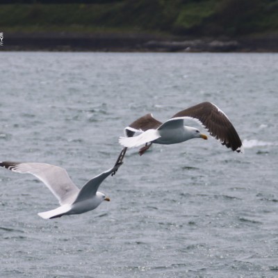 Two seagulls flying over the ocean near a coastline.
