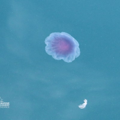 Translucent jellyfish floating in blue water near a small white object.