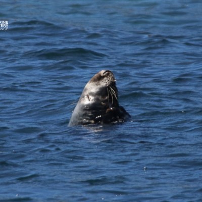 Seal peeking out of the water in a blue ocean.