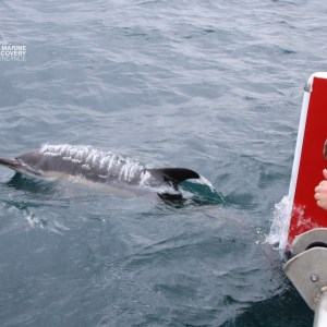 Dolphin swimming near a boat, a person taking a photo with a phone.