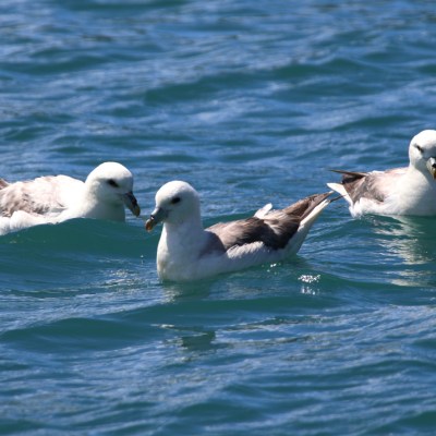 Three seabirds swimming in blue water on a sunny day.