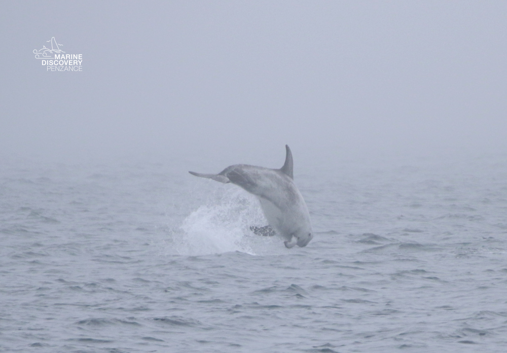 Dolphin leaping from water in foggy sea.