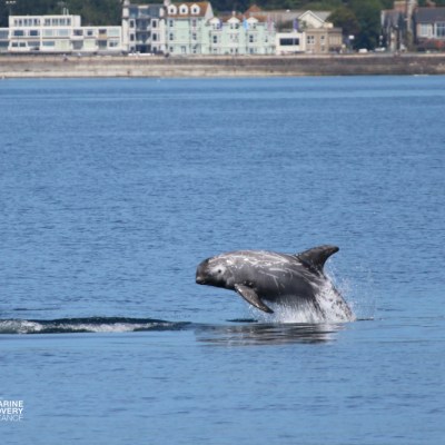 A dolphin leaping out of the water near a coastal town.