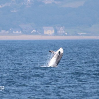 Dolphin jumping out of the ocean near a coastal shoreline.