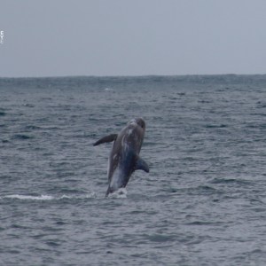 Whale breaching in the ocean with overcast sky.