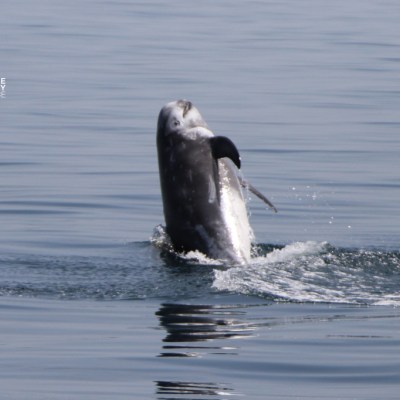 Dolphin leaping from water in calm ocean.