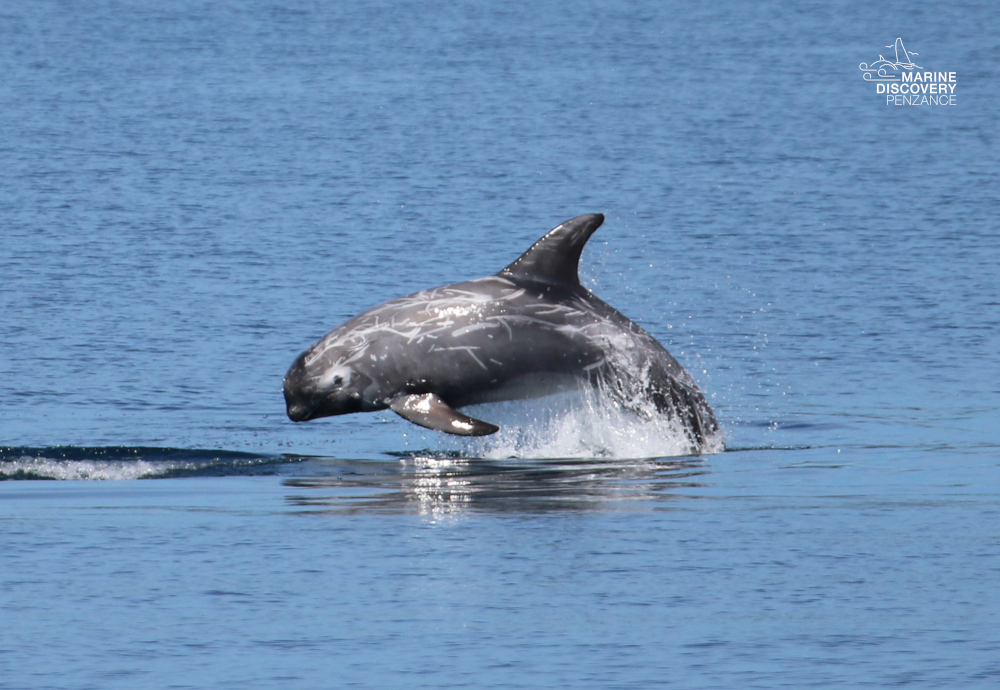 Dolphin leaping out of water in a smooth sea, with logo in corner.