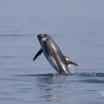 Dolphin leaping out of calm water with a clear sky.
