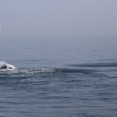 Two whales breaching the ocean surface on a calm day.