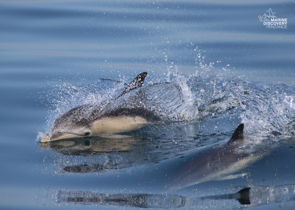 Two dolphins swimming and splashing in calm ocean water.