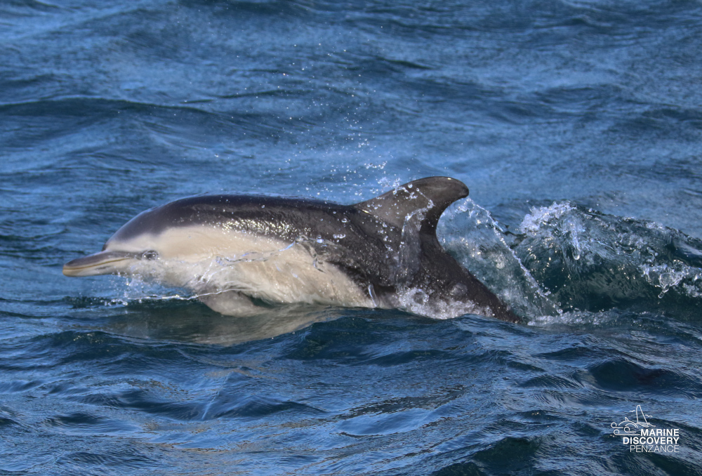 Dolphin swimming and splashing in the ocean.