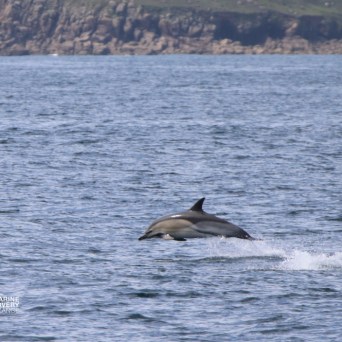 Dolphin leaping out of the water near a rocky shoreline.