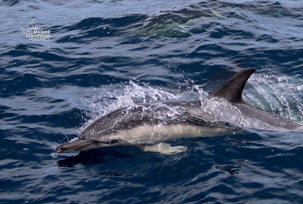 Dolphin swimming in the ocean with a splash of water.