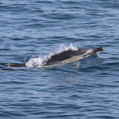 Dolphin swimming at surface, water splashes visible.