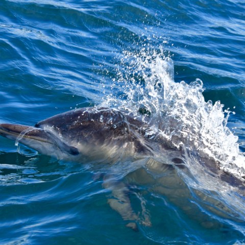 A dolphin partially emerged from the sea, splashing water.