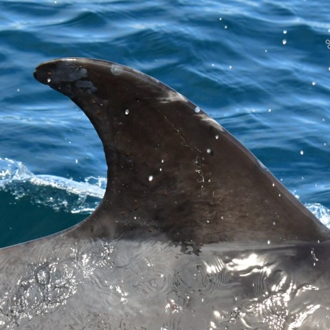 Close-up of a dolphin's dorsal fin above ocean water with logo in corner.