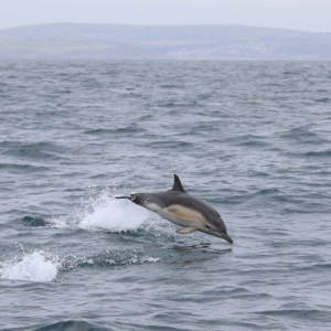 Dolphin jumping out of the water in a cloudy seascape.