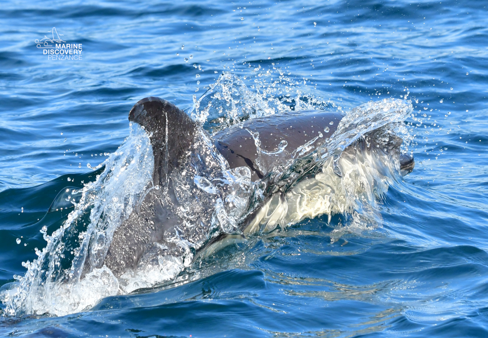 Dolphin leaping out of blue ocean water with splash.