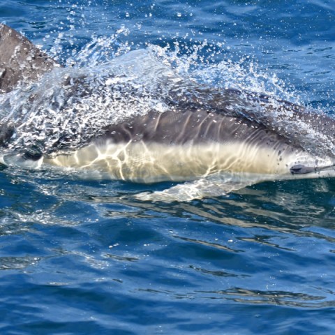 Dolphin swimming in the ocean with water splashing.