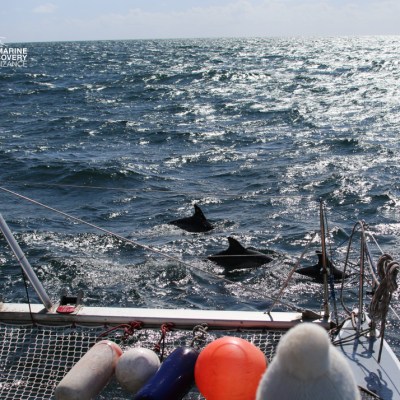 Sailboat on ocean with dolphins swimming nearby, under a sunny sky.