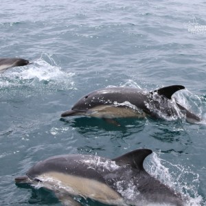 Three dolphins swimming in the ocean with splashes.